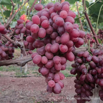 Top Quality Crimson Seedless fresh Grapes